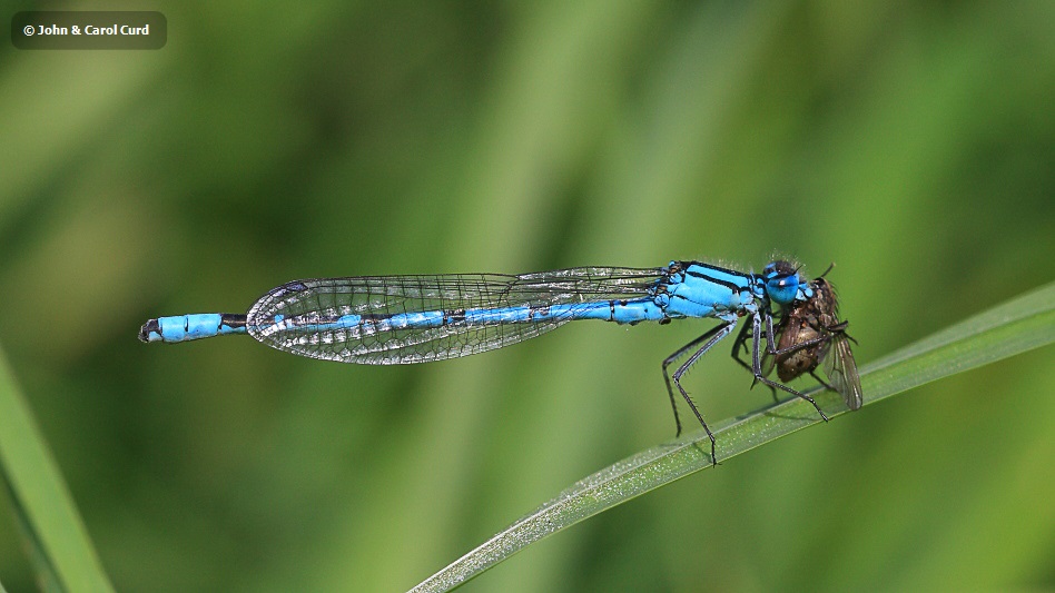 IMG_9344 Enallagma cyathigerum male.JPG